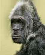 bigfoot sasquatch