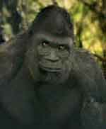 bigfoot sasquatch