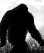 bigfoot sasquatch