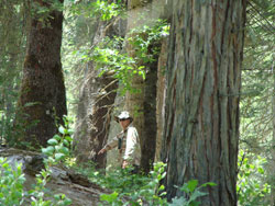 measure5-250
