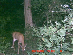 ICAM0032_deer ICAM0032_deer