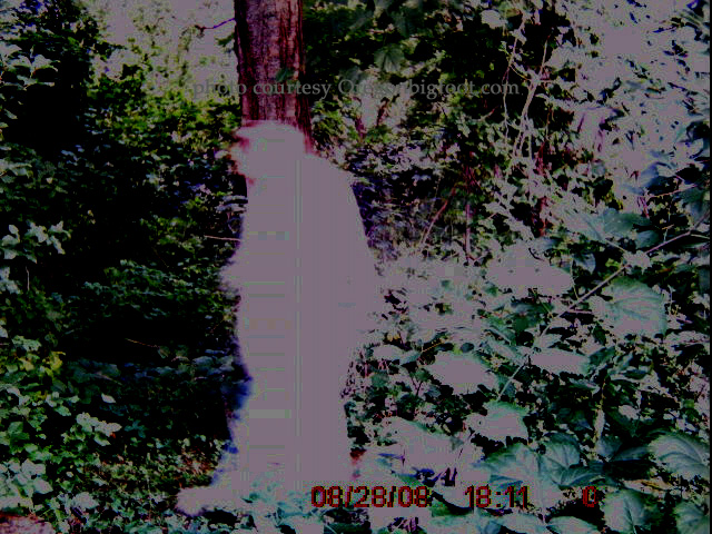 unknown_bright_gamecam02 unknown_bright_gamecam02
