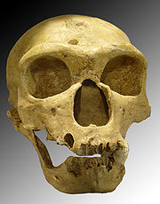 A Neanderthal Skull