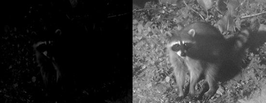 raccoon_compare