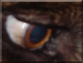 trailcam1 trailcam1