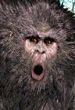 Bigfoot Sounds, Screams, Audio Recordings, Vocalizations