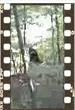 Bigfoot videos, Bigfoot footage, Patterson Film