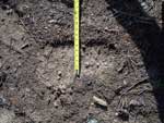 Bigfoot photos footprints