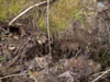Image011-01