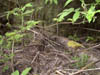 Image012-01