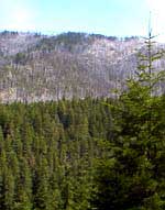 Warner Creek Fire damage area