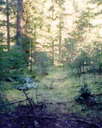Photo of area were Bigfoot tracks were found
