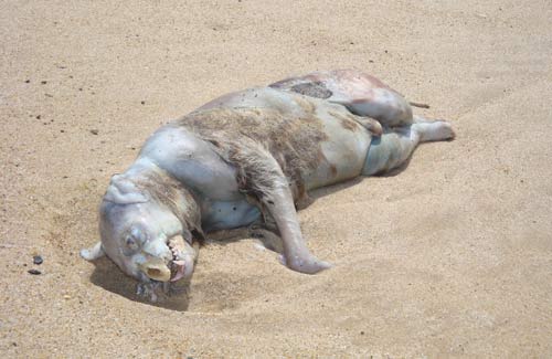 montauk monster