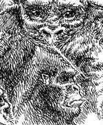 Bigfoot Sasquatch picture