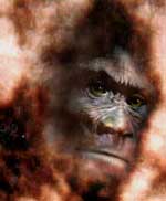 bigfoot sasquatch