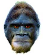 bigfoot sasquatch