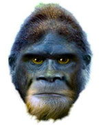 bigfoot sasquatch