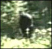 freeman bigfoot video