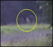 bigfoot video