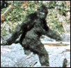 patterson bigfoot film